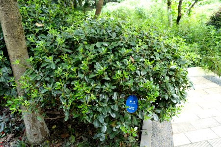 Pittosporum tobira - Chengdu Botanical Garden - Chengdu, China - DSC03284