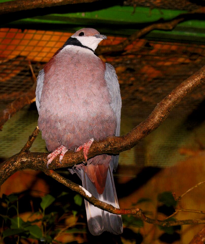 Bird plumage nature