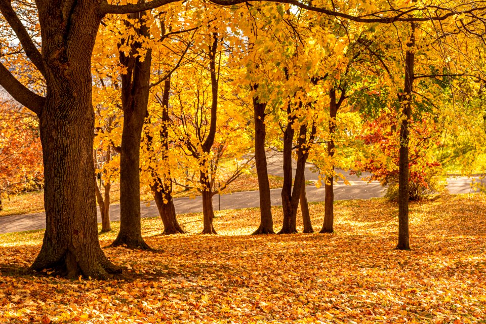 Plaines d'Abraham, Quebec ville, Canada 4
