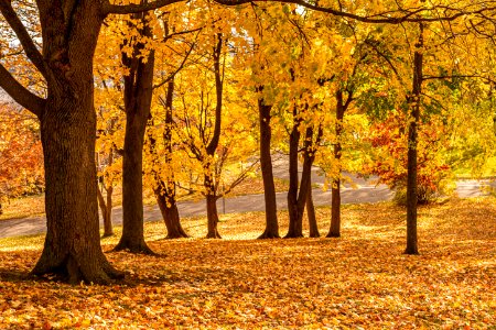 Plaines d'Abraham, Quebec ville, Canada 4