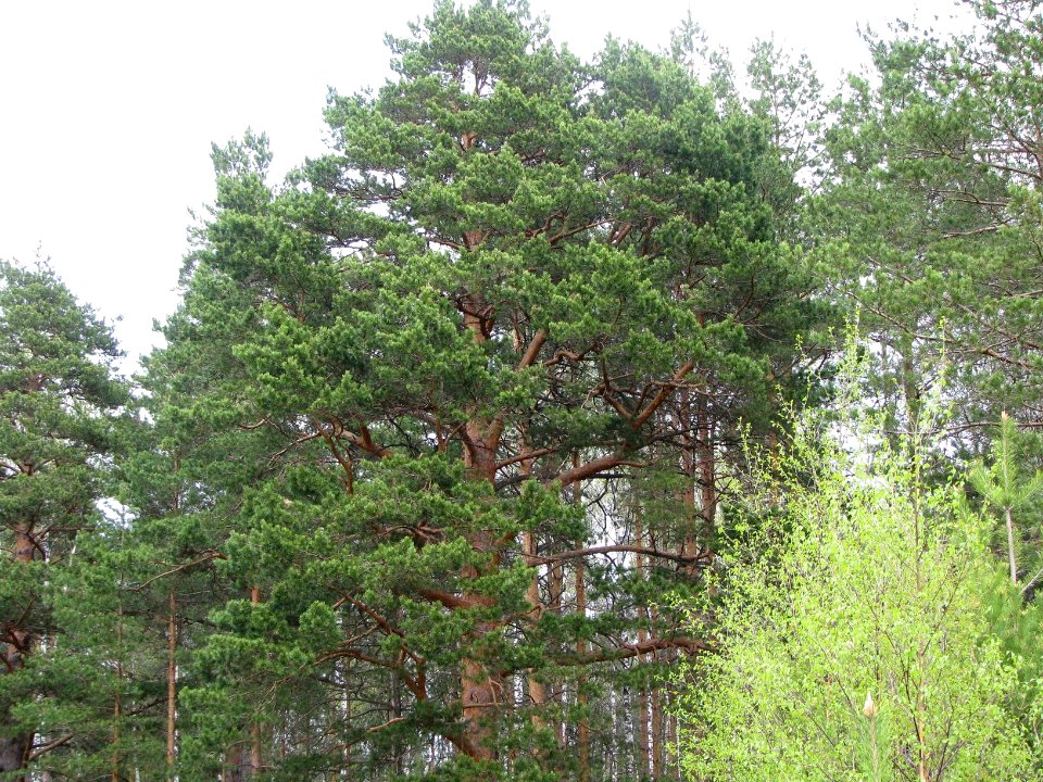 Pinus sylvestris 7562