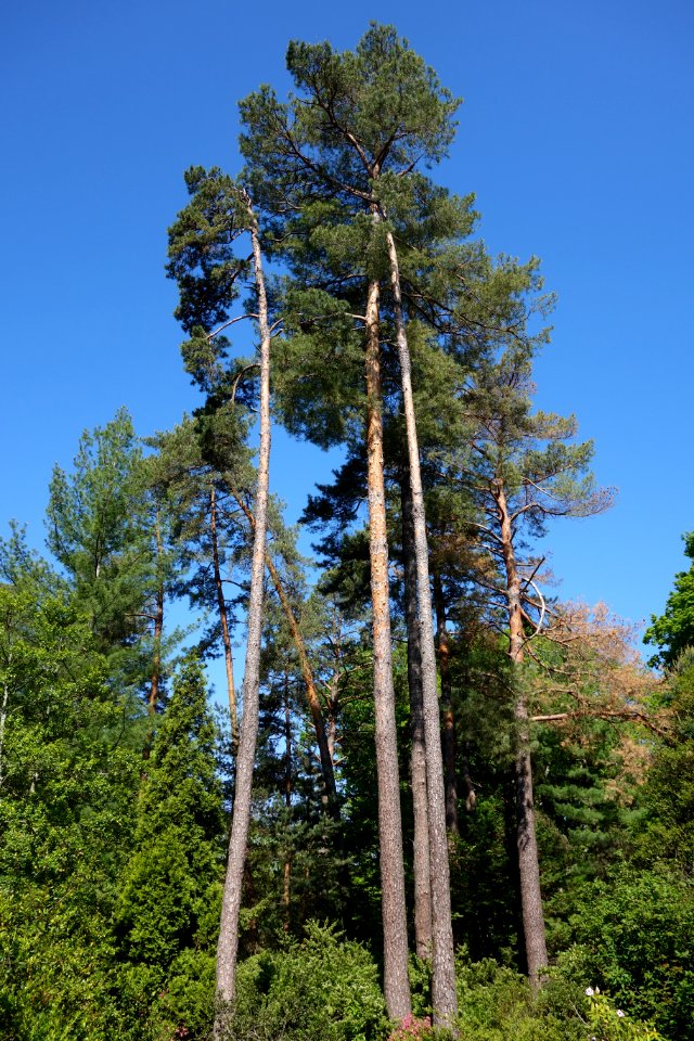 Pinus sylvestris - Stanley M. Rowe Arboretum - DSC03321