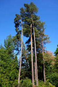 Pinus sylvestris - Stanley M. Rowe Arboretum - DSC03321