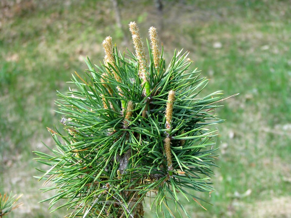 Pinus sylvestris 5800