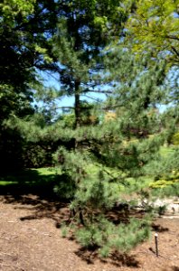 Pinus peuce - Stanley M. Rowe Arboretum - DSC03383