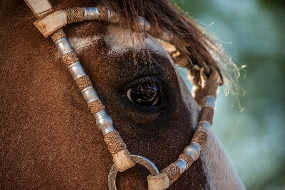 Animals cattle horseshoe