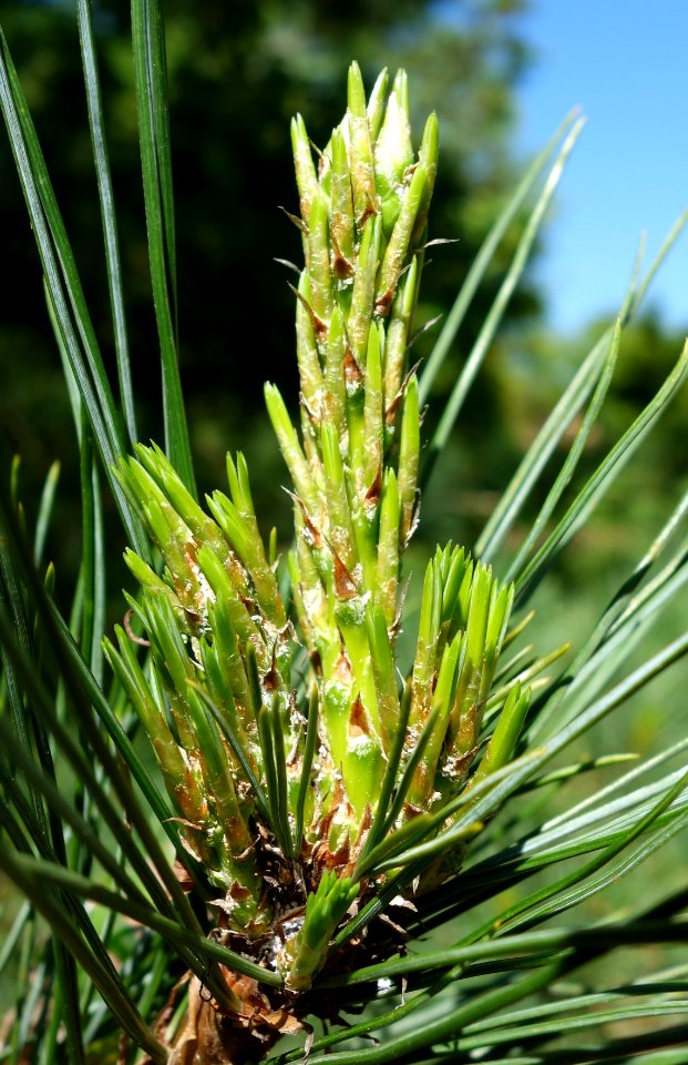 Pinus peuce - Stanley M. Rowe Arboretum - DSC03380