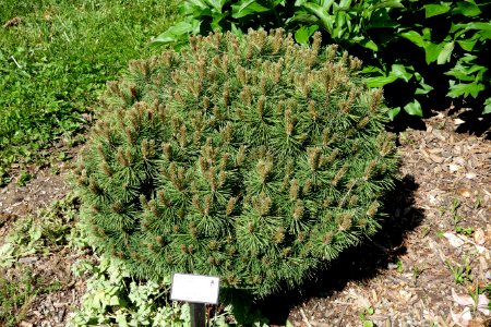 Pinus mugo subsp. uncinata (Pinus uncinata) - Stanley M. Rowe Arboretum - DSC03475