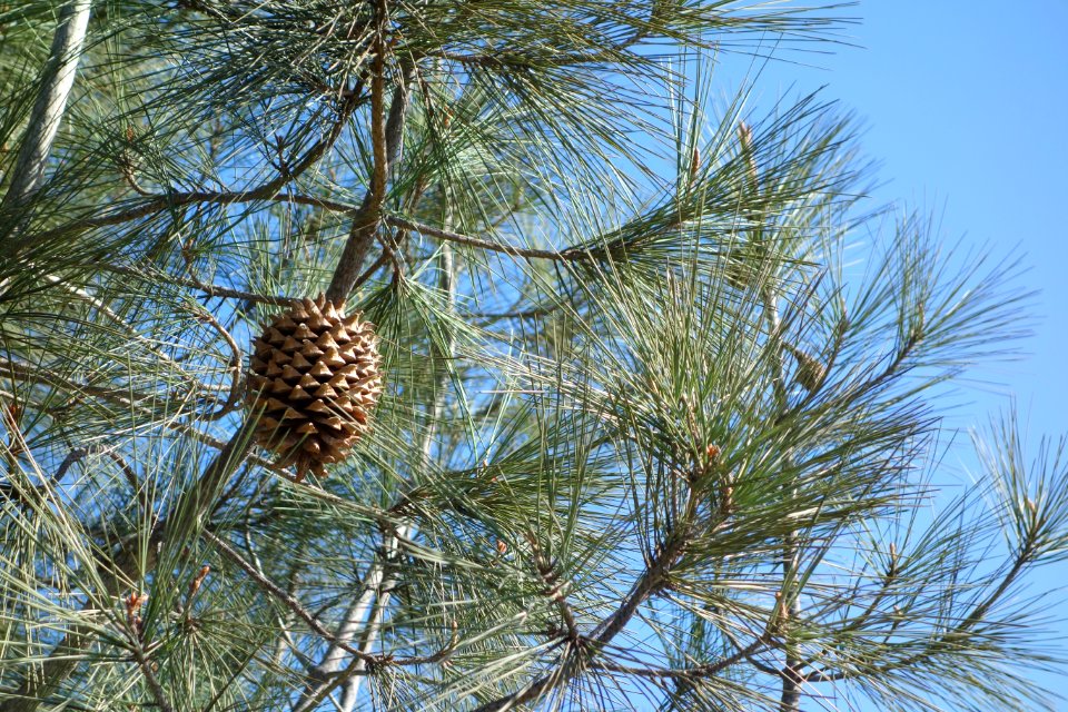 Pinus sabiniana - Leaning Pine Arboretum - DSC05640