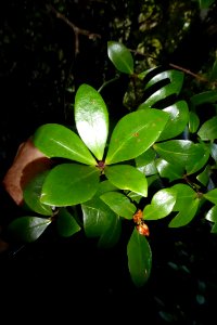 Pittosporum cornifolium by Peter de Lange Obs13418363