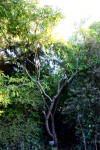 Pittosporum napaulensis - San Francisco Botanical Garden - DSC09959