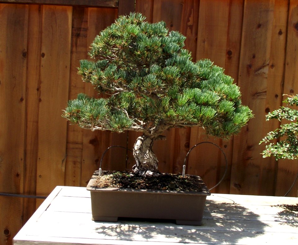 Pinus parviflora bonsai