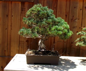 Pinus parviflora bonsai photo