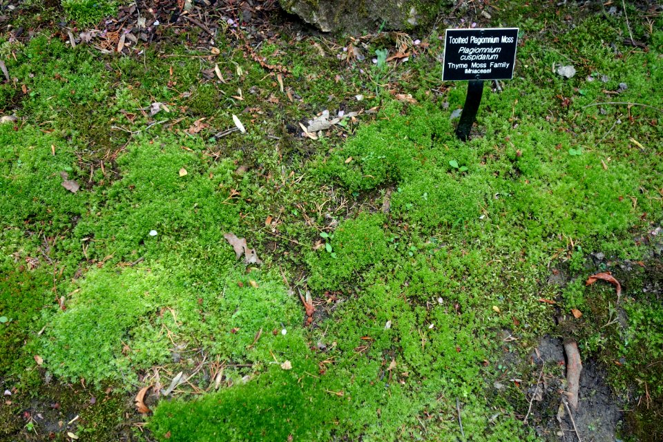 Plagiomnium cuspidatum - Jenkins Arboretum - DSC00653