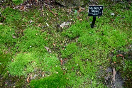 Plagiomnium cuspidatum - Jenkins Arboretum - DSC00653