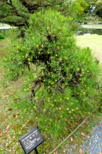 Pinus thunbergii cv. Corticosa - Shōsei-en - Kyoto, Japan - DSC07026