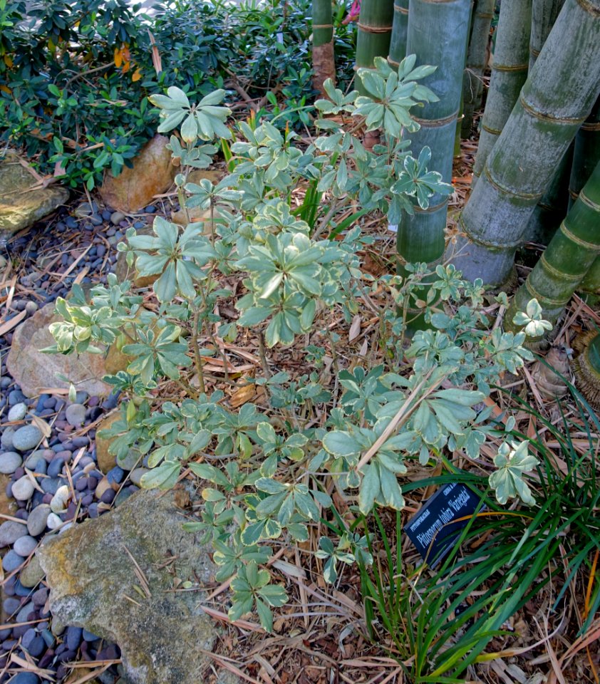 Pittosporum tobira 'Variegata' - Marie Selby Botanical Gardens - Sarasota, Florida - DSC01180