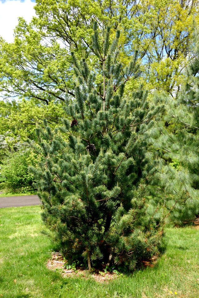 Pinus wangii subsp kwangtungensis - Morris Arboretum - DSC00383