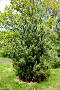 Pinus wangii subsp kwangtungensis - Morris Arboretum - DSC00383