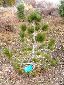 Pinus heldreichii - Red Butte Garden and Arboretum - DSC07502