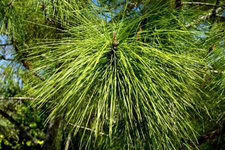 Pinus elliottii - Fruit and Spice Park - Homestead, Florida - DSC09156