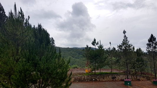Pinus kesiya (Benguet pine) in Dahilayan, Bukidnon 4