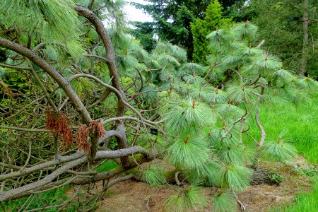 Pinus montezumae - Hillier Gardens - Romsey, Hampshire, England - DSC04443