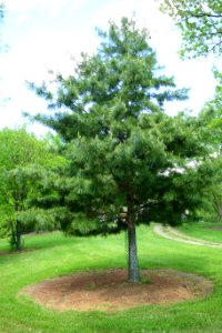 Pinus koraiensis - Mount Airy Arboretum - DSC03816