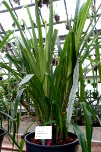 Pitcairnia villetaensis - Botanischer Garten - Heidelberg, Germany - DSC01214