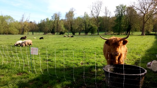 Plaisir - Château de Plaisir - éco-pâturage - Vache et moutons