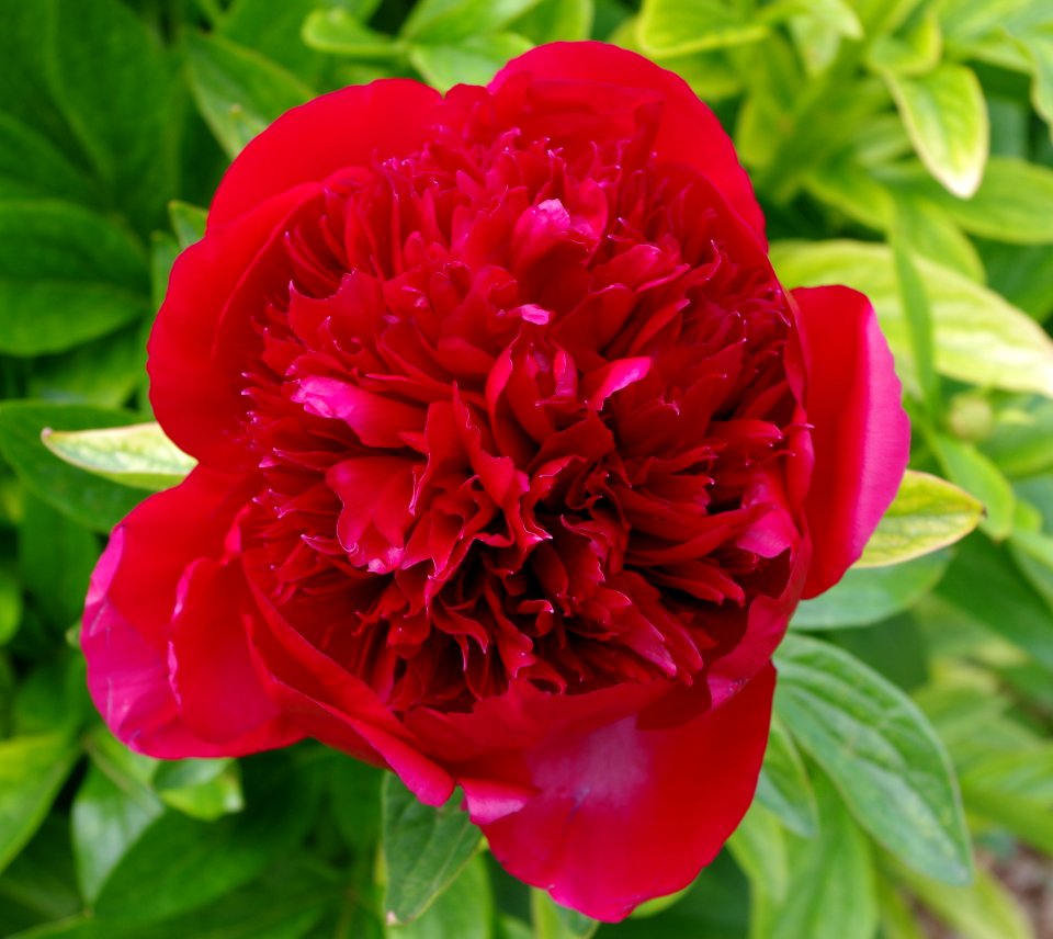 Pivoine - Jardins de Bagatelle 17