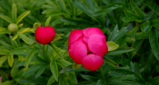 Pivoine - Jardins de Bagatelle