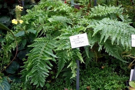 Pityrogramma sulphurea - Botanischer Garten, Dresden, Germany - DSC08795