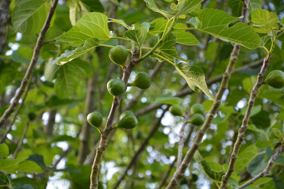 Nature foliage leaves