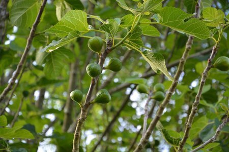 Nature foliage leaves