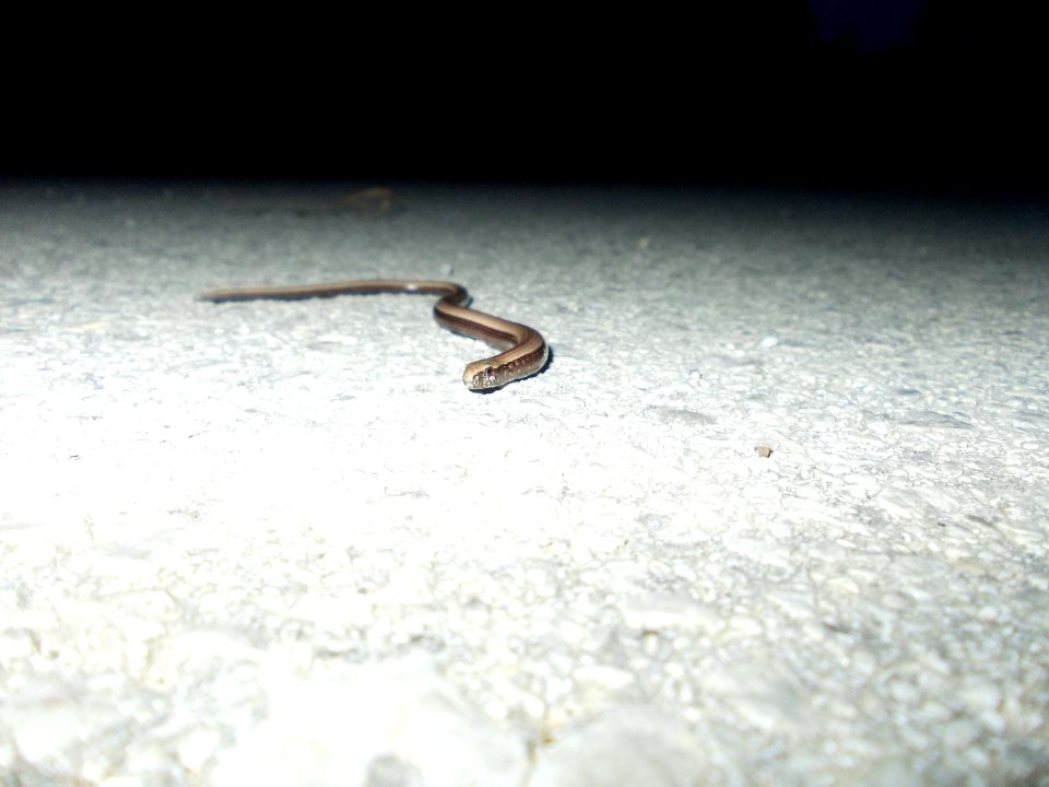 Piršenbreg Anguis fragilis 03