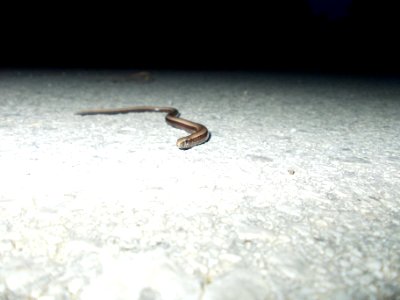 Piršenbreg Anguis fragilis 03