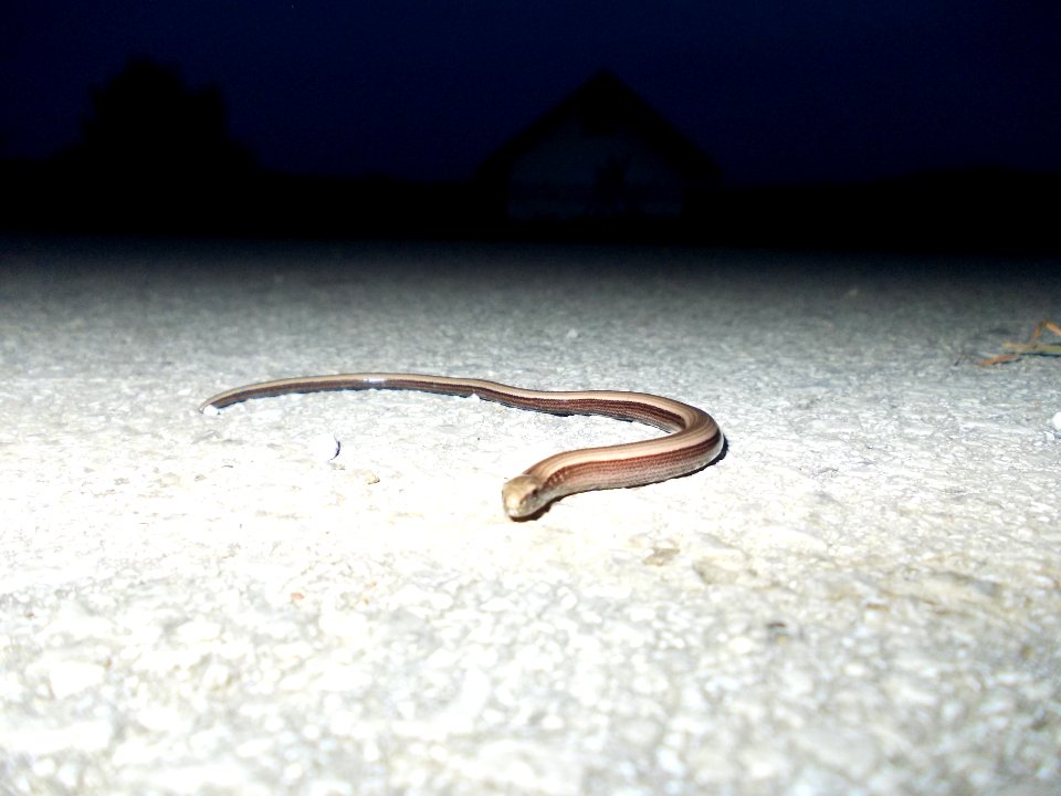 Piršenbreg Anguis fragilis 02