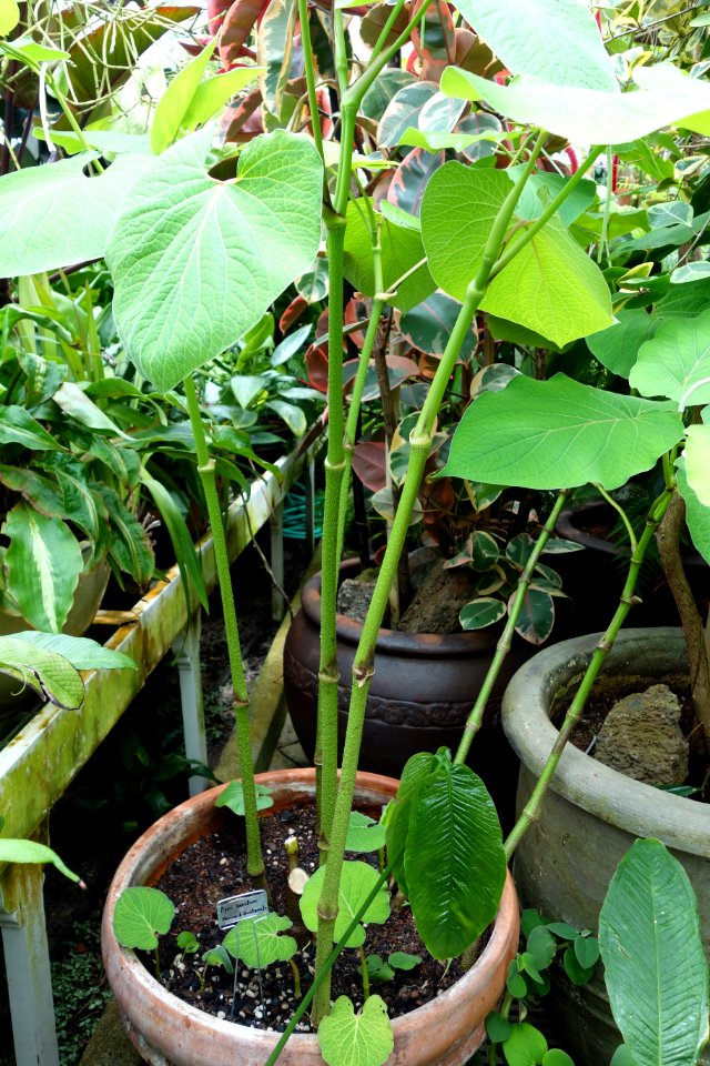 Piper sanctum - Conservatory of Flowers - San Francisco, CA - DSC03196