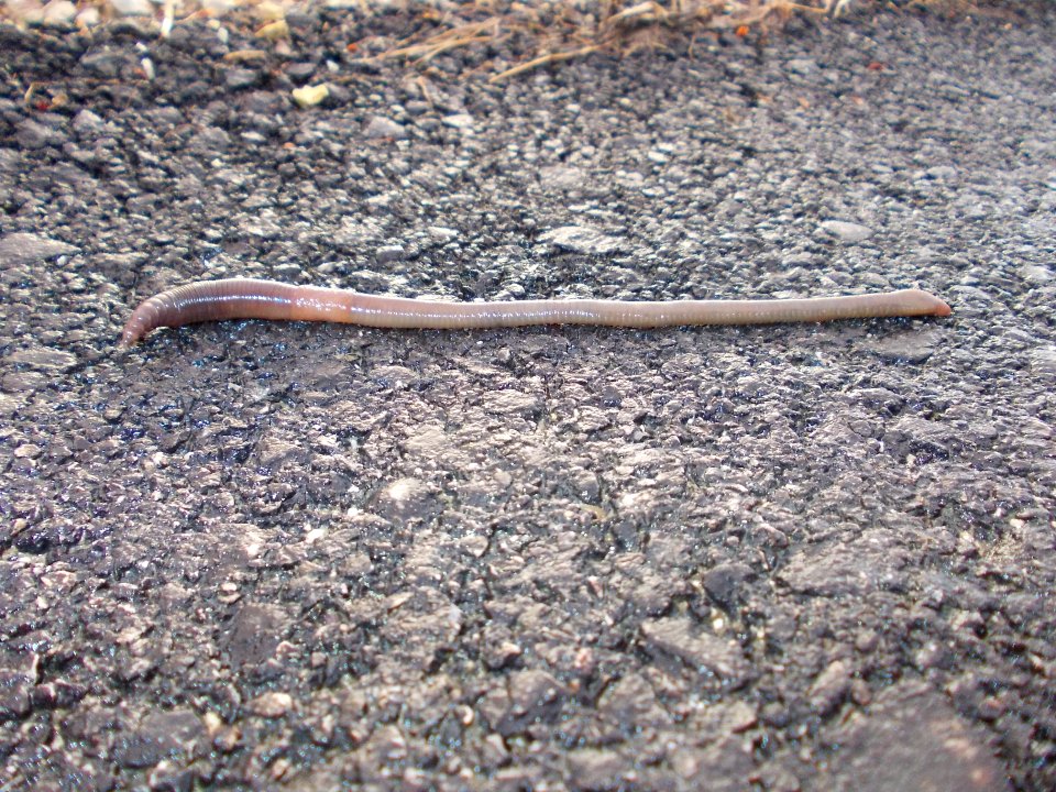 Piršenbreg Earthworm 01