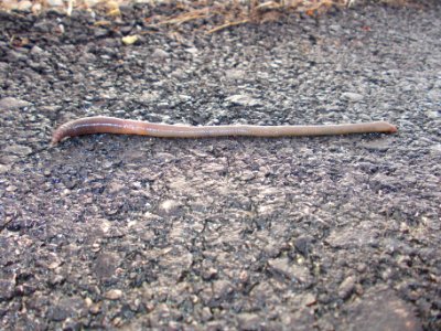 Piršenbreg Earthworm 01