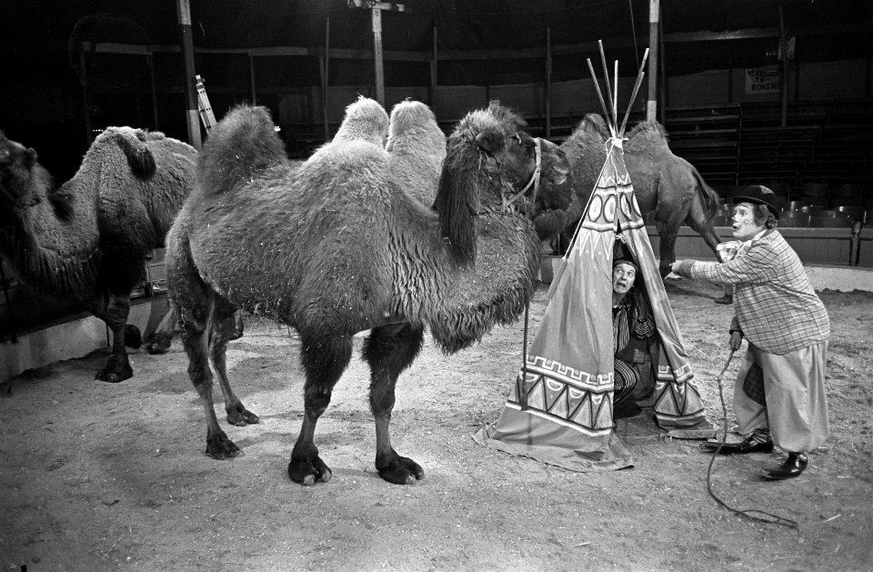 Pipo in het circus bij Toni Boltini, Kluck Kluck in zijn tent, Bestanddeelnr 921-1044