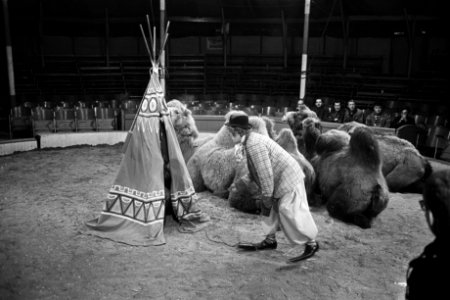 Pipo in het circus bij Toni Boltini, Bestanddeelnr 921-1047