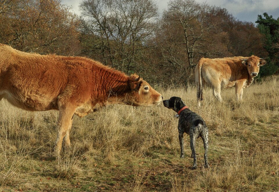 Hunting dog herd cows
