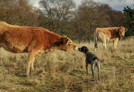 Hunting dog herd cows