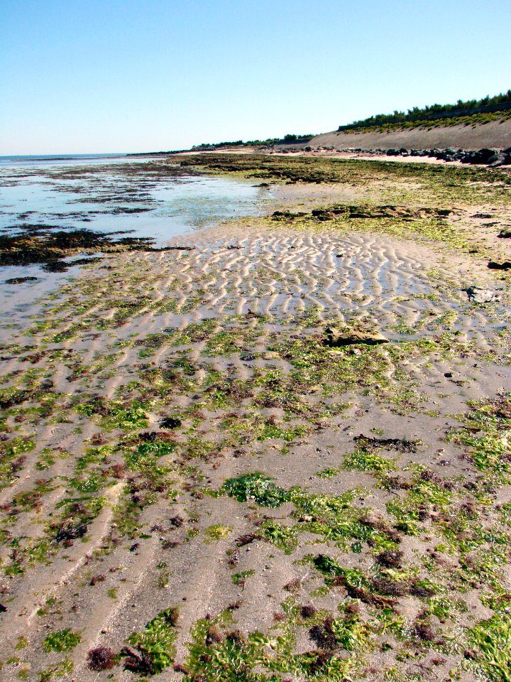 Plage Loix Ile de Ré 30 08 2009
