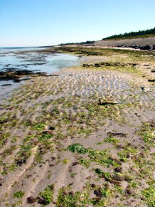 Plage Loix Ile de Ré 30 08 2009