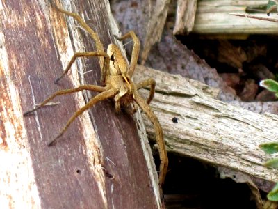 Pisaura mirabilis (Nursery web spider), Arnhem, the Netherlands photo
