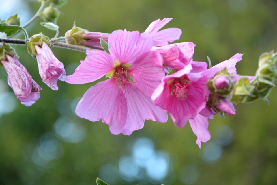 Garden nature flowering