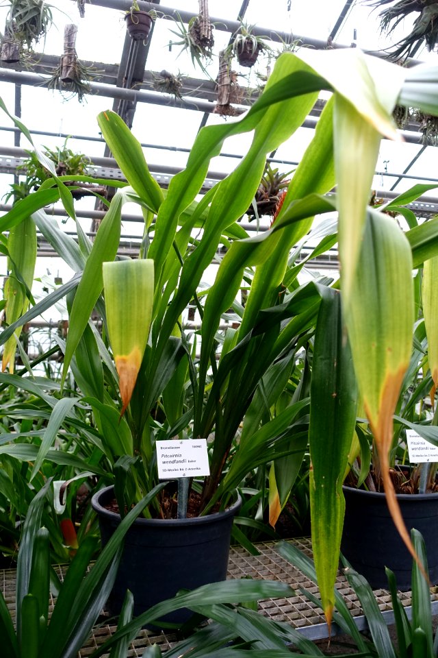 Pitcairnia wendlandii - Botanischer Garten - Heidelberg, Germany - DSC01244